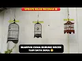 Download Lagu BIARPUN CUMA BURUNG RECEH TAPI SAYA SUKA 3 BURUNG INI❗UPDATE KOLEKSI BURUNG RECEH