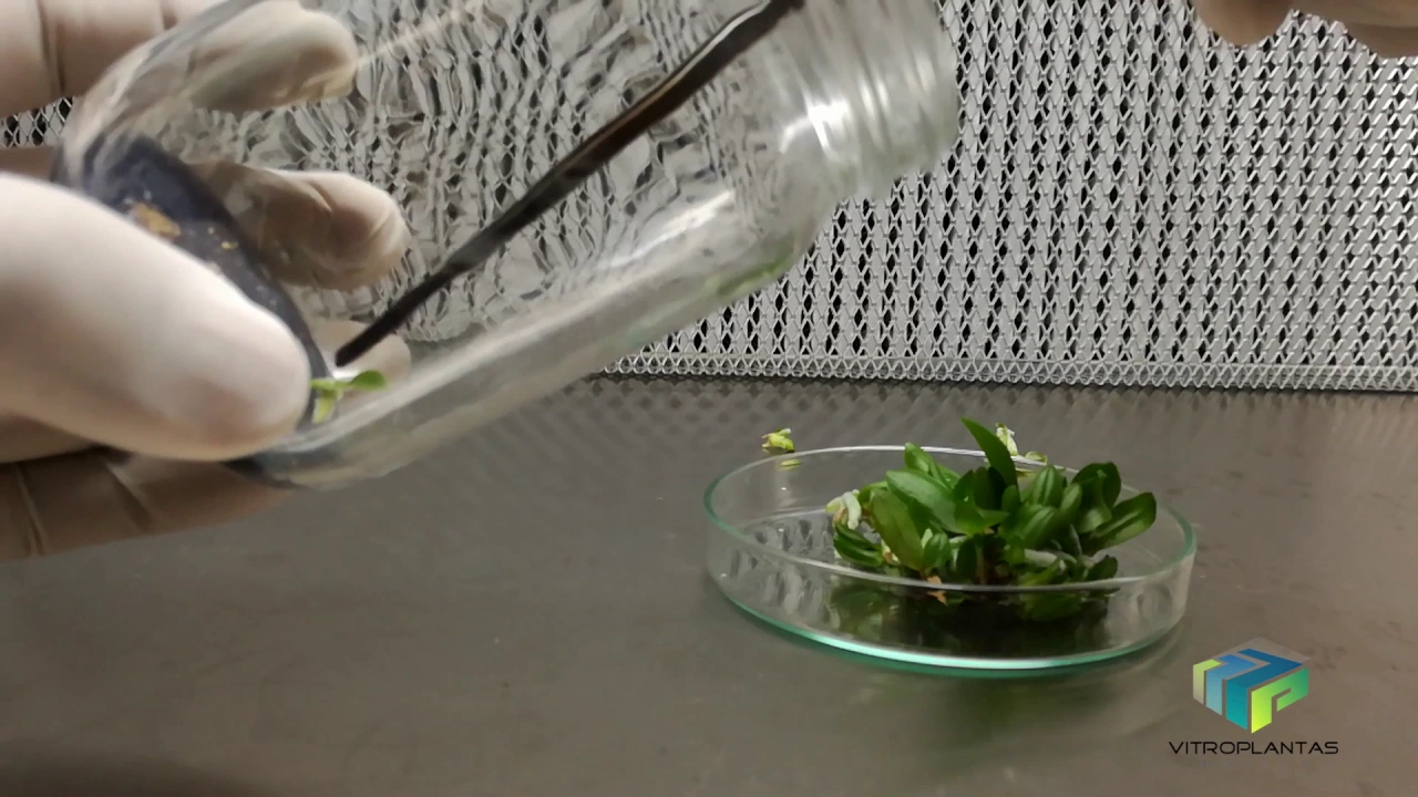 ORQUÍDEAS, GERMINACIÓN, PROPAGACIÓN Y PRODUCCIÓN IN VITRO DE PHALAENOPSIS SPP