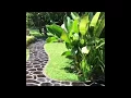 Download Lagu Walking Around The Mahalani Garden