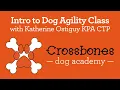 Introduction to Dog Agility - Group Dog Training Class in Providence RI