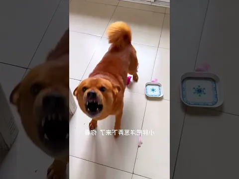 This boy himself drops the plate and blames it on the dog, then what is the reaction of the dog?