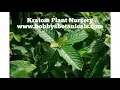 Download Lagu Live kratom plants kratom plant Nursery.