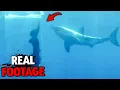 Download Lagu Glass Cage Shatters as Great White Shark Rips Into Young Woman!