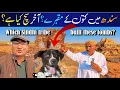Lagu What's the REAL Story Behind Pakistan's MYSTERIOUS Dog Cemetery? | Shocking Truth