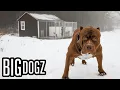 175lbs Pitbull Gets A 25 000 Kennel