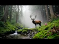 Download Lagu HERSTEL VAN HET ZENUWSTELSEL 🌿 Zachte muziek kalmeert het zenuwstelsel