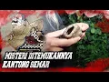 Download Lagu MSTERI.. KANTONG SEMAR BERMUSTIKA || PUSAKA DARI OMYANG JIMBE #gussamsudinterbaru