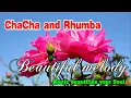 Download Lagu ChaCha and Rhumba, Beautiful melody, Music for Relaxation beautify your soul and reduces stress MP3