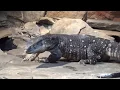 Menagrie of Death - Cape Fear Serpentarium
