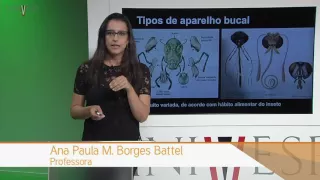 Zoologia de Invertebrados - Aula 23 - Filo Arthropoda: Hexapoda - (Insecta)