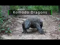 Komodo Dragons - Indonesia s giant poisonous endangered lizards