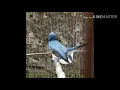 Burung teledekan