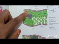 Anatomy of dicot and monocot leaf biology grade