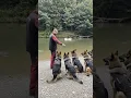 K9 Impulse Control Training