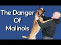 Download Lagu Most Dangerous Thing About Owning Malinois