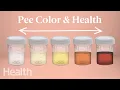 Download Lagu What Your Urine Color Says About Your Health | Urinary System Breakdown | Health