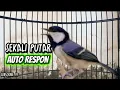 Download Lagu Auto Respon | PANCINGAN GELATIK BATU JANTAN MEMANGGIL LAWAN AGAR IKUT BUNYI BIKIN NYAUTIN