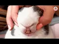 Download Lagu Chester the Bunny Pranks Grandpa Every Day… And We Can’t Stop Laughing