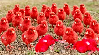 SLUMBER Hen Baby Chicks | Red Gallina FRACAS Babies | MURGI Ke Bacche !!