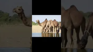 مهرجان مصراته جيتى على بيرى استكنان دندنها