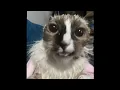 Lagu WAKE UP Youre Getting Comfortable Cat Meme ~ (AI Generated Video)