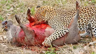 Leopard Rips Into Warthog’s Heart Before Lion Arrives
