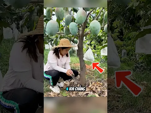 Không Ai Mua Xoài, Cắt Ra Bán Đắt Gấp Đôi #shorts