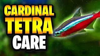 Cardinal Tetra Care - Everything You Need To Know For Thriving Fish
