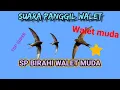 suara panggil walet || SP BIRAHI WALET MUDA⭐👌 link dibagikan mantul mantap betul guys