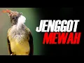Download Lagu VIRAL !! MASTERAN CUCAK JENGGOT GACOR SUPER MEWAH