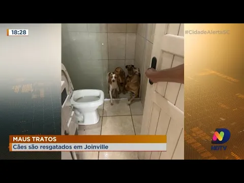 Polícia resgate 22 cães em situação de maus-tratos em Joinville