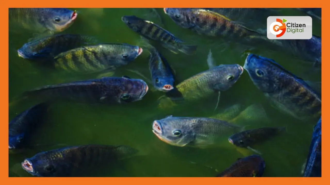 | Kenya's Gold | Boosting Aquaculture Sector - Gold Chat
