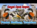 Download Lagu SUARA PIKAT BURUNG PENTET DAN KUTILANG+TRUCUKAN. SUARA PIKAT PILIHAN..