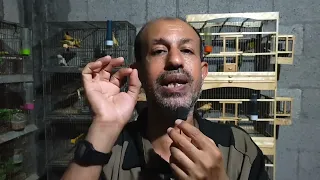 تزاوج الكناري من الصفر حتى الفطام بدء الإنتاج والتزاوج للفروخ المنتجة أول الموسم الماضي 
