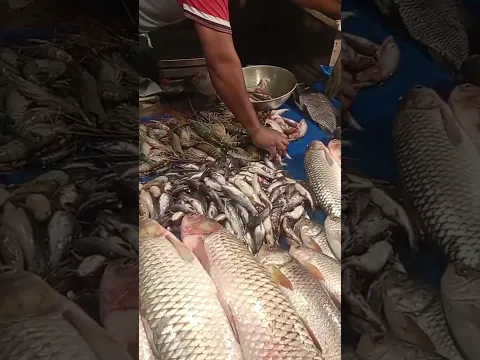 মাছ কাটাকাটি | Live highlight
