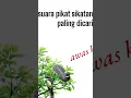 Download Lagu suara pikat burung sikatan kipas/sikatan jawa #pikatanburung #masterpikat #sikatanjawa #sikatankipas