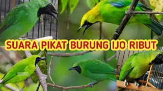 Download Suara pikat burung ijo ribut | Di jamin pada ngumpul MP3