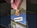 building dinos