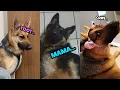 Best Of The GERMAN German Shepherd