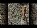 Siouxsie And The Banshees - Spellbound Remastered 2006
