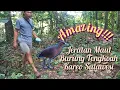 Download Lagu Amazing!!! burung tengkoah/kareo sulawesi sangat melimpah di sini