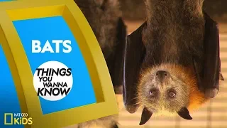 Cool Facts About Bats Things You Wanna Know