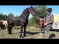 Download Lagu Targul de cai de la Poiana Sibiului, Sibiu 19 Septembrie 2025 Nou!!!