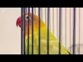 Lagu Lovebird ngekek panjang dengan variasi isian terbaik dan tembakan mewah 1 Januari 2026