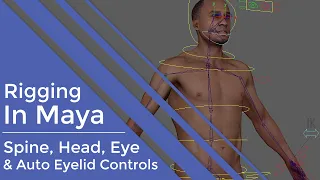 Part 8 Basics Spine Head Eye Eyelids