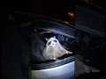 Lagu Raccoon gets pulled over by cops🦝🚔