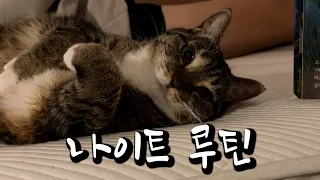 스타고양이 자기 전 루틴 보여드릴게요🌙💤