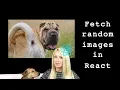 ReactJS Fetch images from API