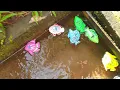 Download Lagu Mancing ikan ikan hiu, ikan pari banyak ikan bermain pancing-pancingan ikan