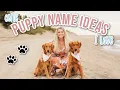 Puppy Names I Love But Won t Be Using Explaining My Dogs Unique Names